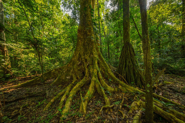 Высокое капок-дерево в тропических лесах Амазонки, окруженное густой зеленью и мелкими видами растений