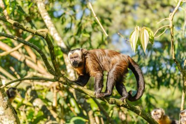 Manu Milli Parkı 'nda kahverengi kapuçin (Sapajus apella), Peru