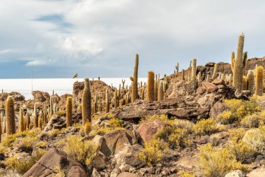Salar de Uyuni tuz ovaları ile ada Incahuasi gündoğumu zaman, and Dağları'nda, Bolivya, Güney Amerika, büyük kaktüsler.