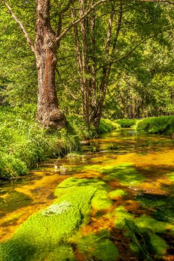 Resim, Çek İsviçre Ulusal Parkı 'nın pitoresk manzarasını betimlemektedir. Resim, bu bölge için tipik olan bir deresi olan bir vadideki yeşil yaprakları gösteriyor. czech Cumhuriyeti