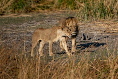 Savannah çim üzerinde yalan büyük aslan. düz ve tepelerin arka planda karakteristik ağaçlarla peyzaj