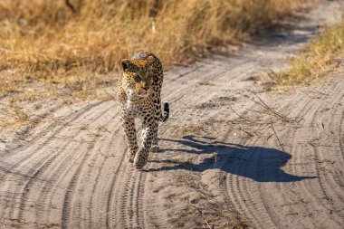 Leopar Afrika savanasında avını arıyor (Panthera pardus)