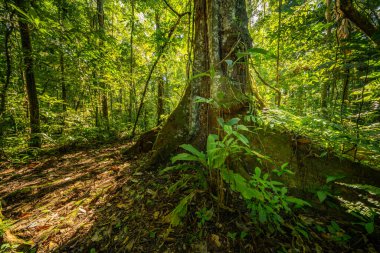 Amazon yağmur ormanlarında, yoğun yeşillik ve daha küçük bitki türleriyle çevrili bir kapok ağacı.