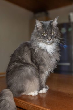 Evcil, tapılası, siyah, gri, Maine Rakunu kedi yavrusu, gün ışığında genç, barışçıl kedi.