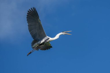 Heron, Ardea cinerea, Uçuş ve iniş
