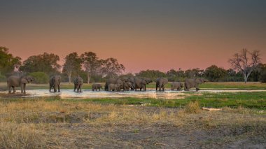 Günbatımında Afrika filleri sürüsü Botswana (Loxodonta africana)