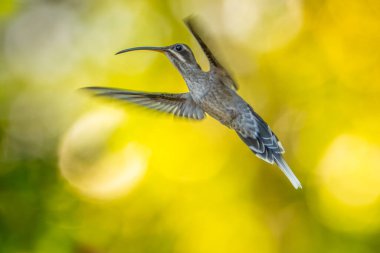 Uzun kuyruklu münzevi (Phaethornis superciliosus), Venezuela 'da yaşayan bir sinekkuşu türüdür.,