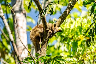 Arjantin 'in astropikal yağmur ormanlarında Yakalı Karınca Avcısı (Tamandua tetradactyla)