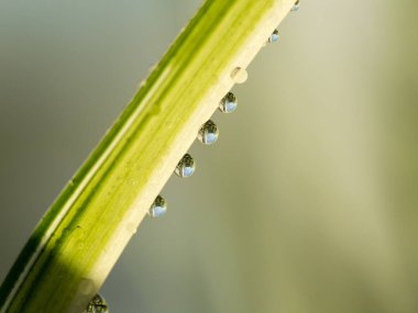 Çiy damlaları parlak sabah güneşin altında