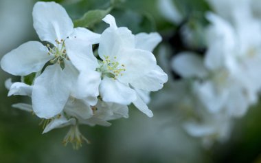 İlk bahar çiçekleri, parlak ve renkli.