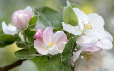 İlk bahar çiçekleri, parlak ve renkli.