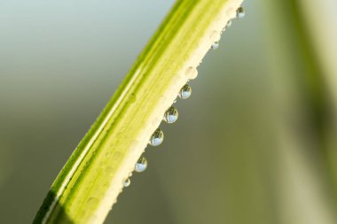 Çiy damlaları parlak sabah güneşin altında