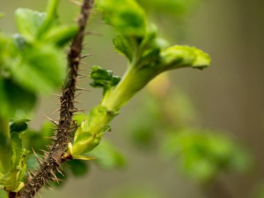 İlk bahar yeşillik, parlak yeşil