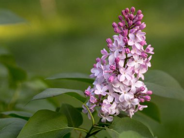Eflatun çiçekler sabah güneş ışınları altında parlak