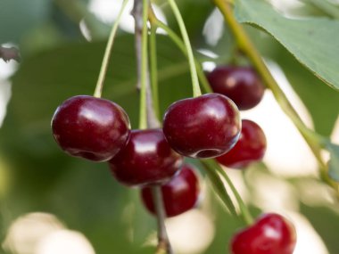 Güzel kiraz bahçesinde, çilek kraliçesi