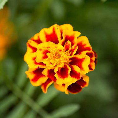 Sevinç ve zevk için zarif yaz çiçek