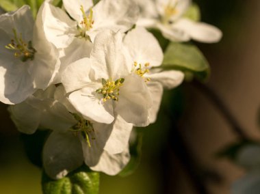 İlk bahar çiçekleri, parlak ve renkli.