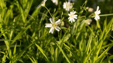 İlk bahar çiçekleri, parlak ve renkli.