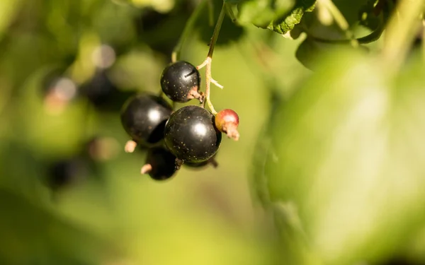 Nuttige Berry Van Bessen Een Complex Van Vitamines Microelements — Stockfoto