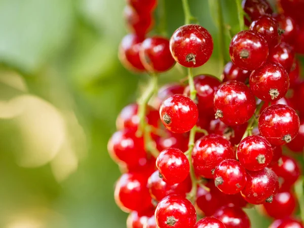 Useful Berry Currant Complex Vitamins Microelements — Stock Photo, Image