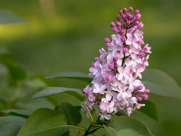 Eflatun çiçekler sabah güneş ışınları altında parlak