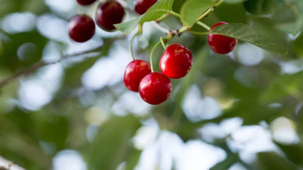 Gyönyörű Cherry Queen Bogyós Gyümölcsök Kertben — Stock Fotó