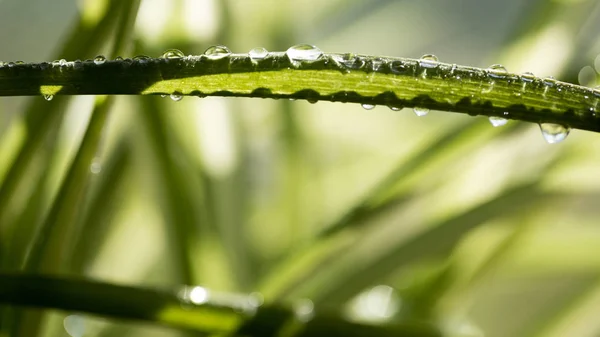 露珠在明媚的清晨的阳光下落下 — 图库照片