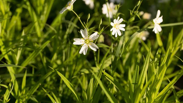İlk bahar çiçekleri, parlak ve renkli.