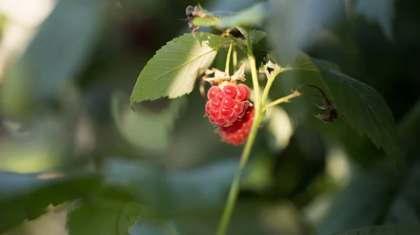 Lamponi Bacca Rossa Sotto Sole Gentile — Foto Stock