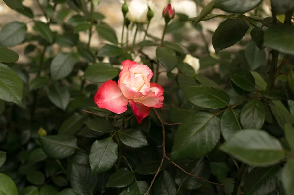Królewski Kwiaty Róże Dla Przyjemności Oczu — Zdjęcie stockowe