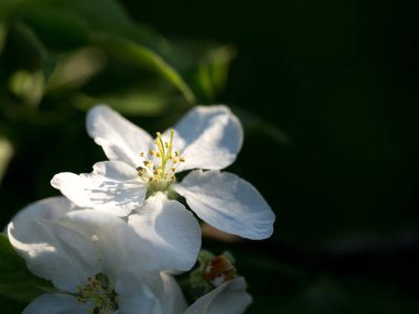 İlk bahar çiçekleri, parlak ve renkli.