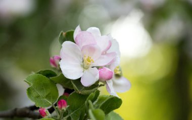 İlk bahar çiçekleri, parlak ve renkli.