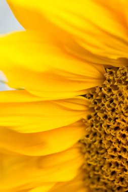 Sıcak bir güneş gibi parlak ve peluş ayçiçeği