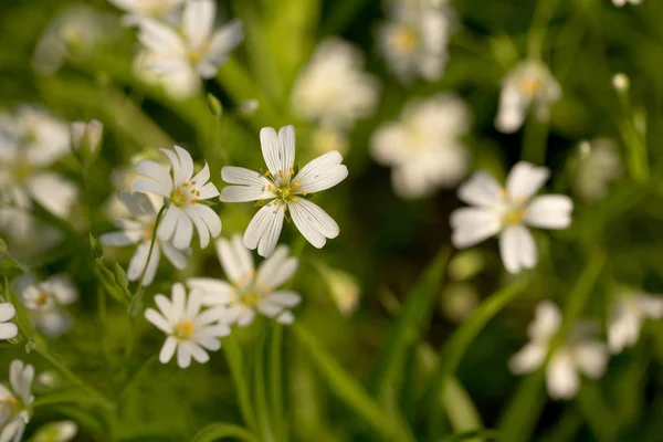 Pierwsze Wiosenne Kwiaty Jasne Kolorowe — Zdjęcie stockowe