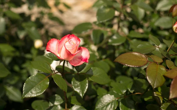 Rosas Flores Reais Para Gozo Dos Olhos — Fotografia de Stock