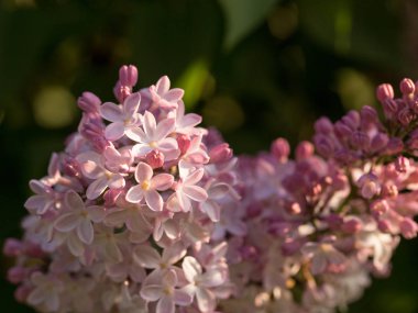 Eflatun çiçekler sabah güneş ışınları altında parlak