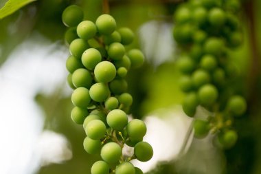 Güzel bir arka plan ile hoş yeşil üzüm