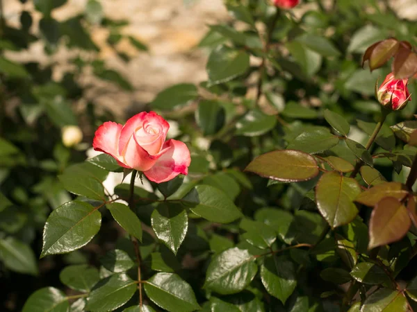 Królewski Kwiaty Róże Dla Przyjemności Oczu — Zdjęcie stockowe