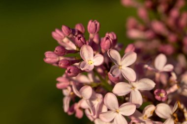 Eflatun çiçekler sabah güneş ışınları altında parlak