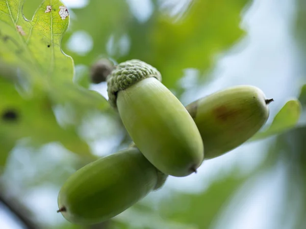 Fruits of oak, leaves and green acorns