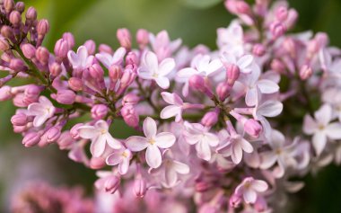 Eflatun çiçekler sabah güneş ışınları altında parlak