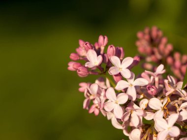 Eflatun çiçekler sabah güneş ışınları altında parlak