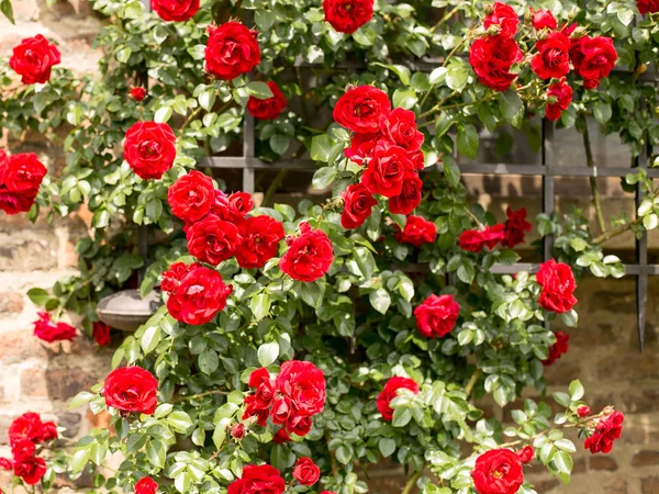 Royal Blommor Rosor För Åtnjutande Ögonen — Stockfoto