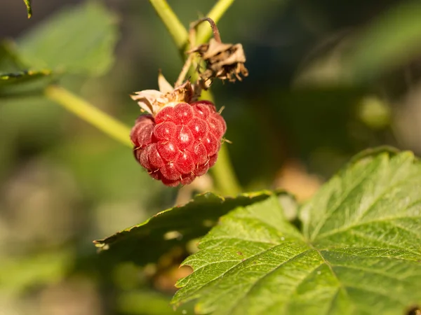 Lamponi Bacca Rossa Sotto Sole Gentile — Foto Stock