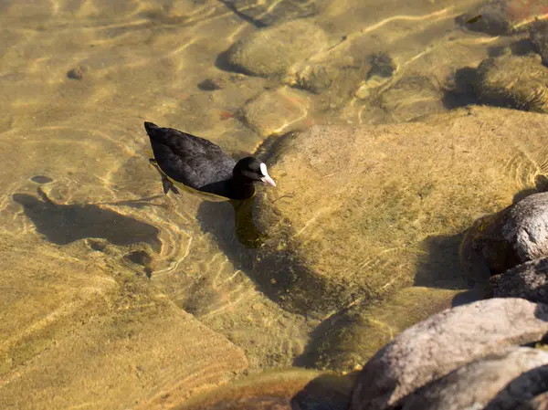 Pato Salvaje Junto Agua Vida Las Aves Naturaleza — Foto de Stock