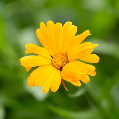 Sevinç ve zevk için zarif yaz çiçek