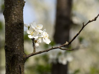 Meyve ağaçları, armut ve kiraz çiçekleri