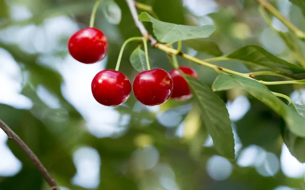 Gyönyörű Cherry Queen Bogyós Gyümölcsök Kertben — Stock Fotó