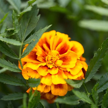 Sevinç ve zevk için zarif yaz çiçek