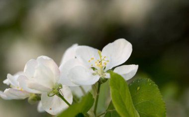 İlk bahar çiçekleri, parlak ve renkli.